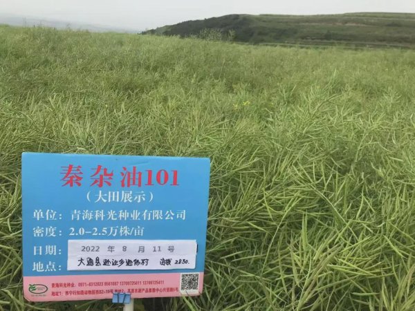 国鸣投资 走出杨凌看示范 | 一粒油菜种 青海“逆袭”万亩良田